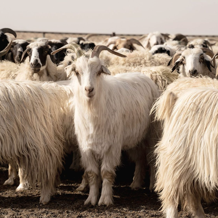 Luxury Wool
